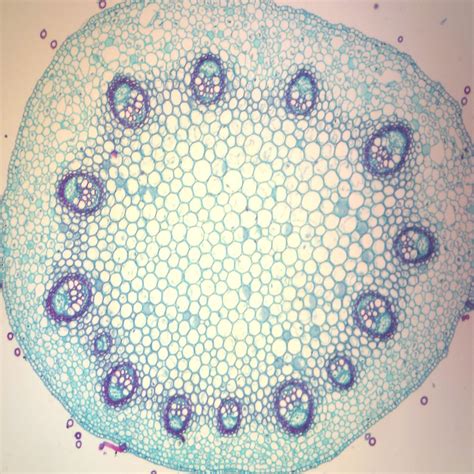 Coleus Stem Cs 12 µm Microscope Slide