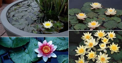 20 Miniature Water Lily Varieties For A Container Water Garden