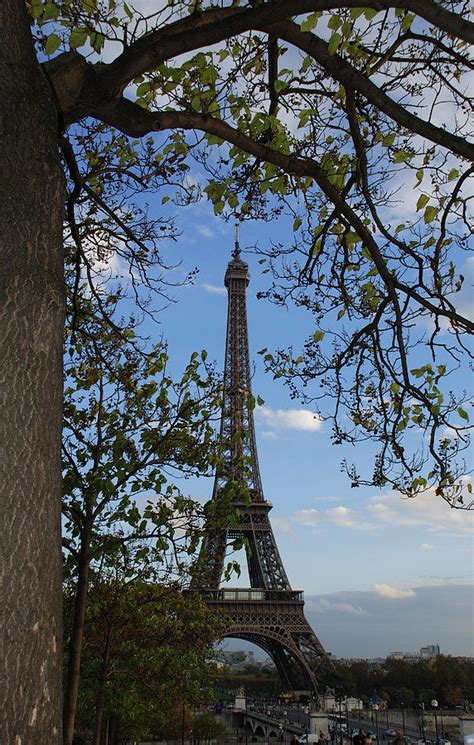 Eiffel Tower Tree Photograph By Chris Rigamer Pixels