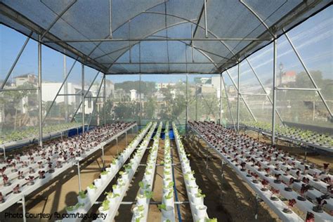 Taguig Launches Urban Agriculture Pagkain Para Sa Masa Project