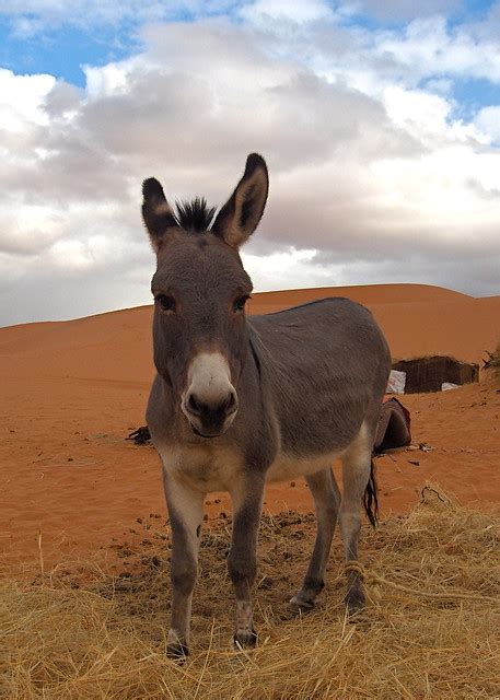Desert Donkey Flickr Photo Sharing