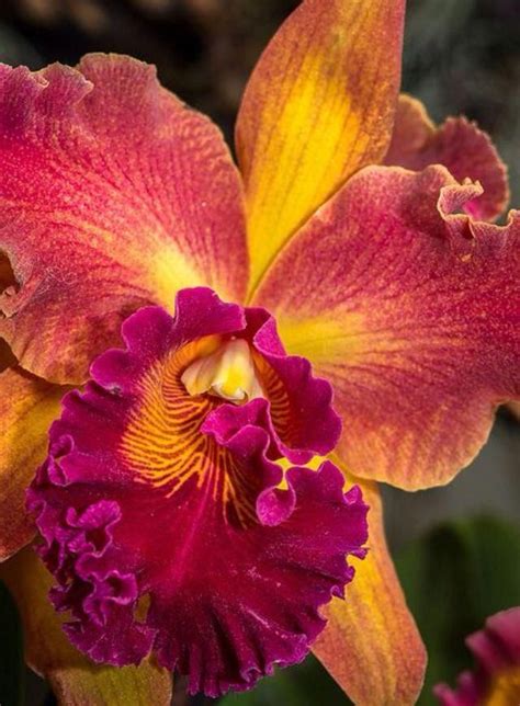 Maybe you would like to learn more about one of these? Pin on Exotic flowers