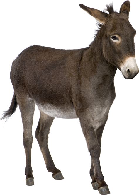 Donkey Png Transparent Image Download Size 853x1200px