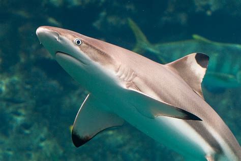 Animals Of The World Sharpnose Shark