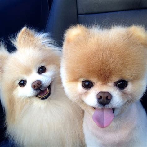 Cute Pomeranian Pictures Popsugar Pets