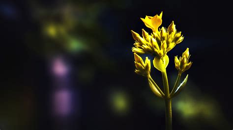 รูปภาพ สีเหลือง สีเขียว ธรรมชาติ พืชดอก ปลูก การถ่ายภาพมาโคร