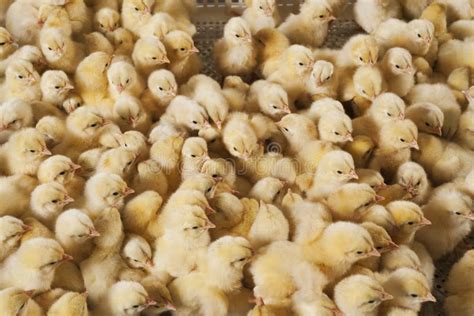 Large Group Of Baby Chicks On Chicken Farm Stock Image Image Of