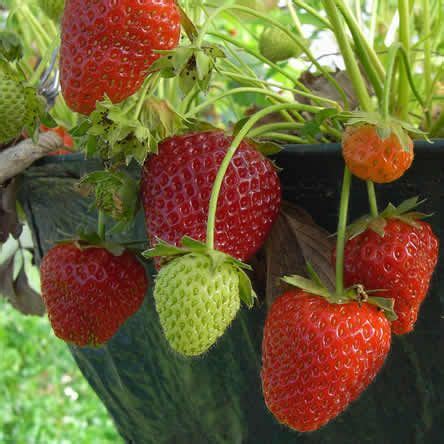 Zelf Aardbeien Kweken Zaaien Planten En Stekken Artofit