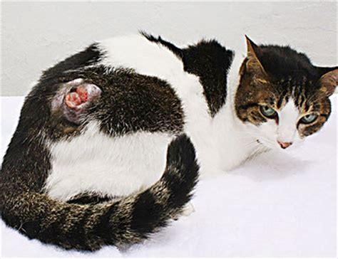 We did not find results for: 3-Yr Cat Rabies Vaccine Now Available! - Acupet Veterinary ...