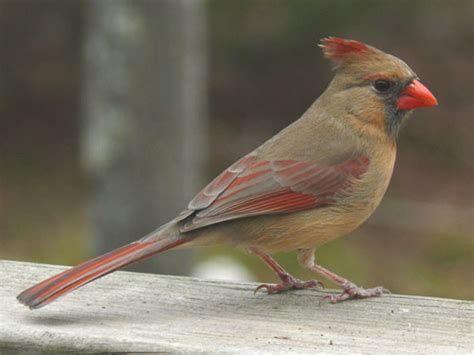 Cardinal All About The Cardinal Birds
