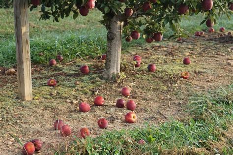 Using Pgrs To Manage Apple Preharvest Drop Fruit Maturity And Harvest