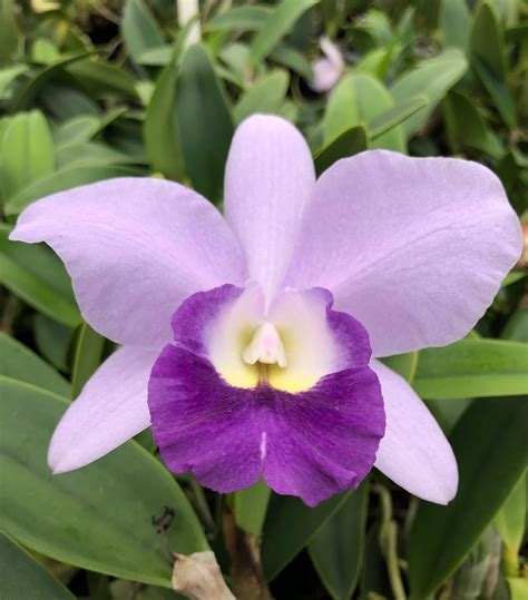 Lc Busy Bev Blue Jewel Cattleya Orchid Blooming Etsy