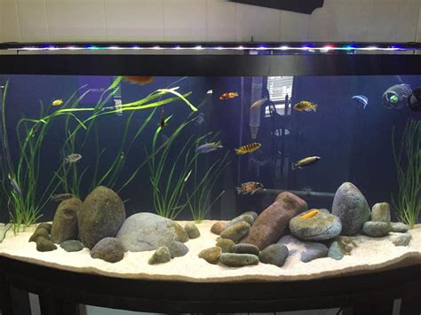 My 72g Mbuna Cichlid Aquarium Raquariums