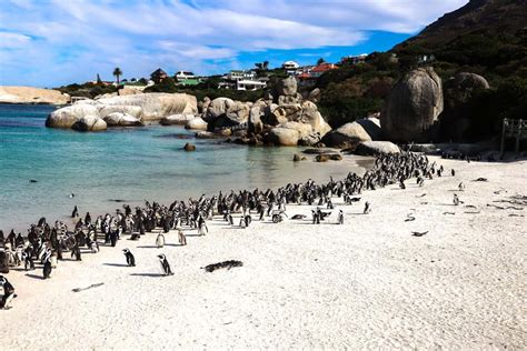 Boulders Beach Guide Visiting The Penguin Beach In Cape Town South