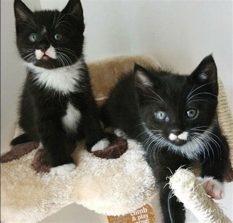 Find cats and kittens in utah. Tuxedo Kittens For Sale | in Headington, Oxfordshire | Gumtree