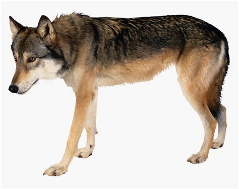 Wolf Side View Png Transparent Png Kindpng