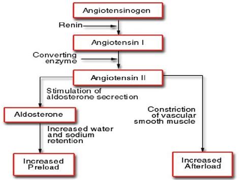 This family of drugs inhibits the conversion of angiotensin i to angiotensin ii. ace inhibitors by bonnie Taylor