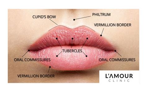 A Guide To Lip Anatomy Lamour Clinic
