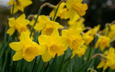 Download Wallpaper 1920x1200 Daffodils Flowers Plant Yellow