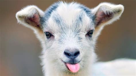 Cute Baby Goats Head Butting Funny Baby Goat Videos â€ Cute Goats