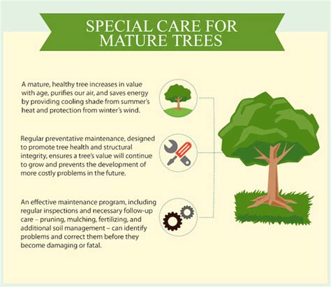 caring for mature trees a guide growing earth trees