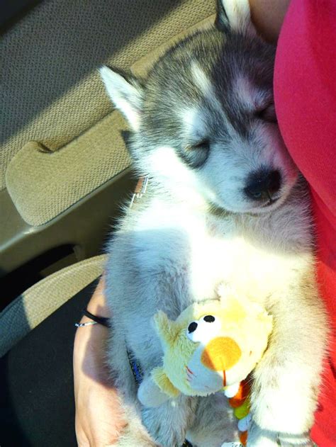 Husky Taking A Nap With Mom And Toy Siberian Husky I Love Dogs Puppy