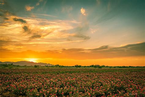 Flowery Sunset In Surprise Arizona Neal Summerton Flickr