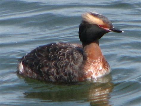 The Complete Guide To British Birds Divers And Grebes Owlcation