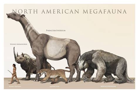 North American Megafauna Prehistoric Animals Ancient Animals