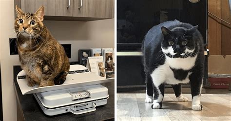 Chonky Cats Proudly Wobbling Into Our Hearts Because The Bigger The Cat