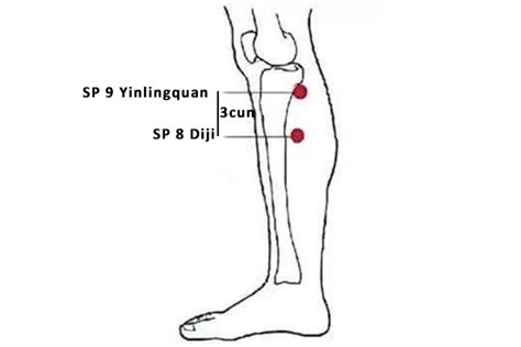 Diji Acupointsp 8 Acupuncture Point Or Spleen 8 Peakmassager