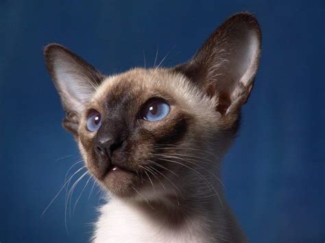 Siamese Cat Colors Chart Fascinating Facts Siamese Of Day Cat