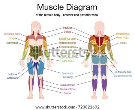 Intermediate back muscles and c. Muscle Diagram Female Body Accurate Description Stock Vector (Royalty Free) 723821692 - Shutterstock