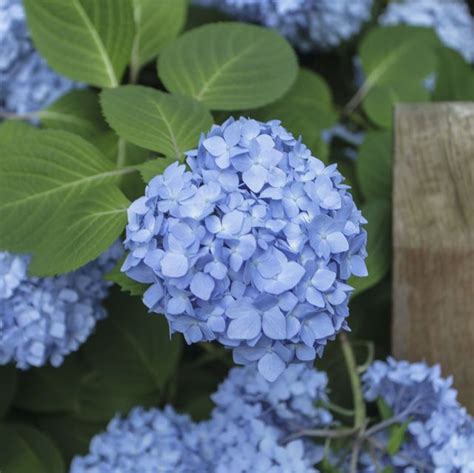 20 Best Blue Flowers For Your Garden Top Types Of Blue Flowers