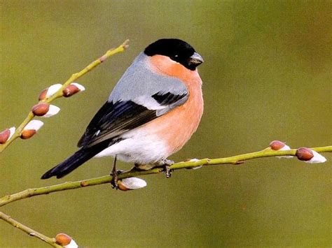 Bird Wallpapers True Ways For Pakistan