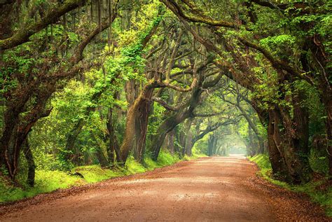 Edisto Island South Carolina Dirt Road Landscape Charleston Sc