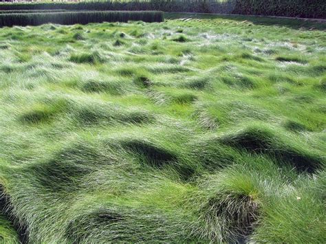 Festuca Rubra Creeping Red Fescue Grass California Native Etsy Canada