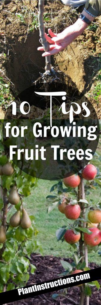 10 Tips For Growing Fruit Trees Plant Instructions