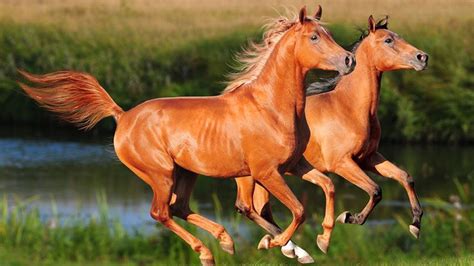 Arabian Horse Breed Information History Videos Pictures