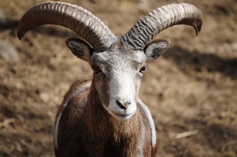 Armenian Mouflon Fpwc Vl World Land Trust