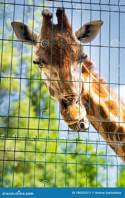 Giraffe At Zoo Behind Fence Bars Wild Animals In Captivity Stock
