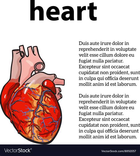 Anatomical Human Heart Royalty Free Vector Image