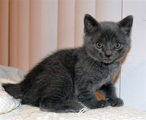 Two Grey Kittens And One Black Kitten — Homes Needed Hyde Park Cats