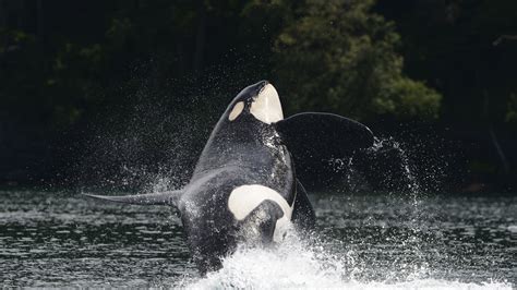 Wild Orca Patagonia Action Works