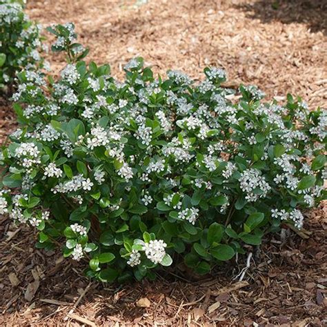 Also known as chokeberry, this native shrub tolerates just about anything nature can throw at it: Aronia Low Scape Mound™, New Trees & Shrubs: GreatGardenPlants.com | Shrubs for landscaping ...