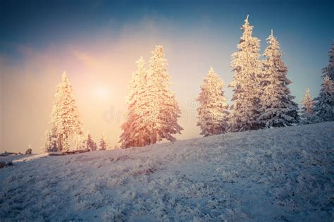 Beautiful Winter Sunrise In The Mountains Stock Photo Image Of Light