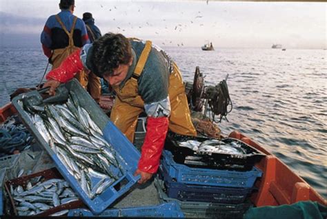 Perú presidirá Comité del Año Internacional de Pesca Artesanal y