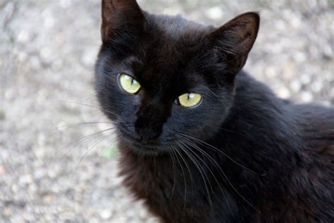 5 Razones Para Adoptar Un Gato Negro Hogarmania