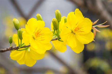 Simply place your order before 3:00 pm in the recipient's time zone and from you flowers' guarantees the florist arranged same day flowers will arrive in time to celebrate today's special occasion. Vietnamese Tet: The Top Lucky Plants And Flowers - Here By ...