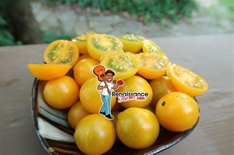 Orange Centiflor Tomato Seeds For Sale At Renaissance Farms